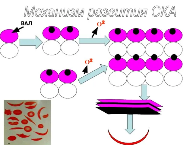 Механизм развития СКА О2 ВАЛ О2