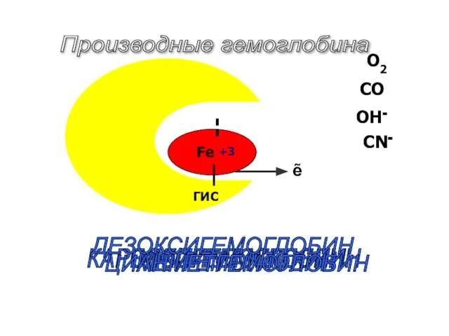 Fe+2 ГИС О2 CO CN- OH- ОКСИГЕМОГЛОБИН КАРБОКСИГЕМОГЛОБИН МЕТГЕМОГЛОБИН ЦИАНМЕТГЕМОГЛОБИН Производные гемоглобина +3 ẽ ДЕЗОКСИГЕМОГЛОБИН