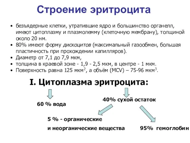 Строение эритроцита 60 % вода 40% сухой остаток 5 % -