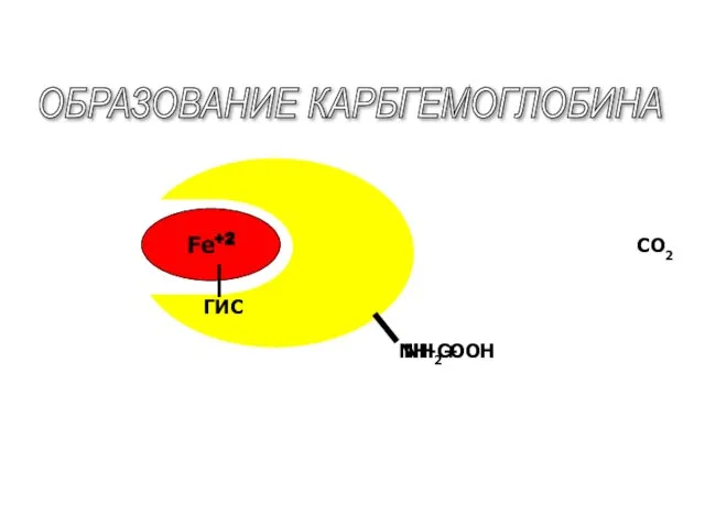 Fe+2 NH2 CO2 ОБРАЗОВАНИЕ КАРБГЕМОГЛОБИНА + ГИС NH-СООН