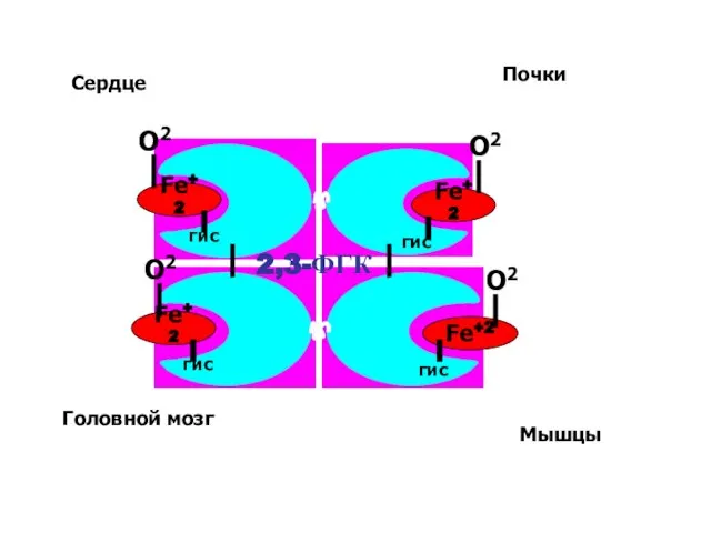 Fe+2 Fe+2 О2 Fe+2 Fe+2 гис гис гис гис О2 О2