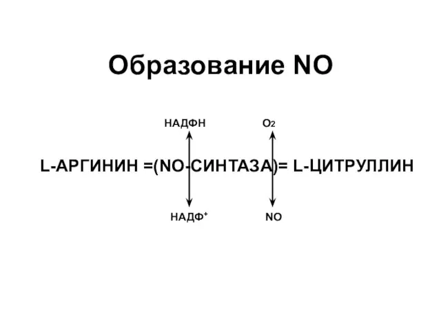 Образование NO L-АРГИНИН =(NO-СИНТАЗА)= L-ЦИТРУЛЛИН НАДФН НАДФ+ О2 NO