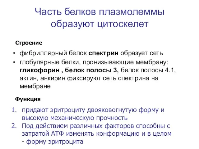 Часть белков плазмолеммы образуют цитоскелет фибриллярный белок спектрин образует сеть глобулярные