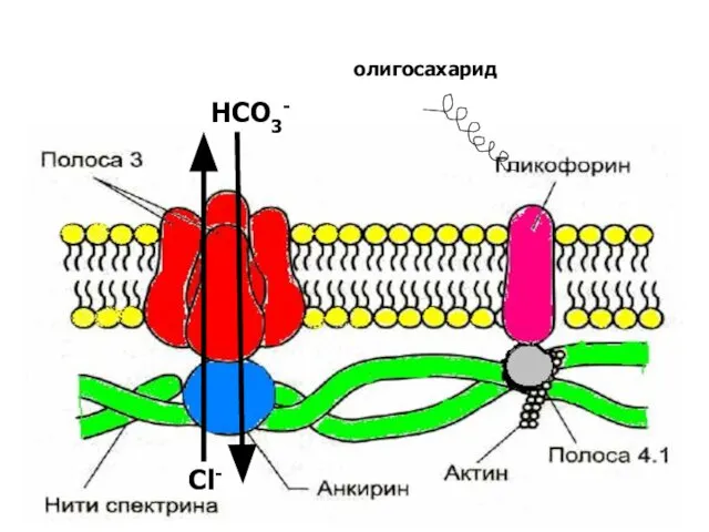 олигосахарид Cl- HCO3-