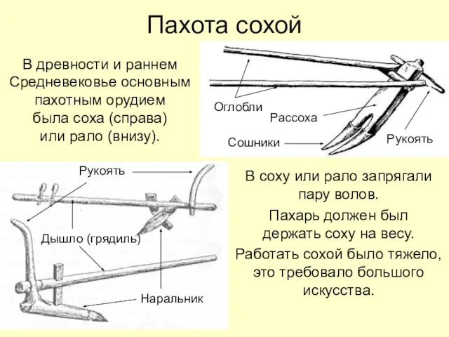 Пахота сохой В соху или рало запрягали пару волов. Пахарь должен