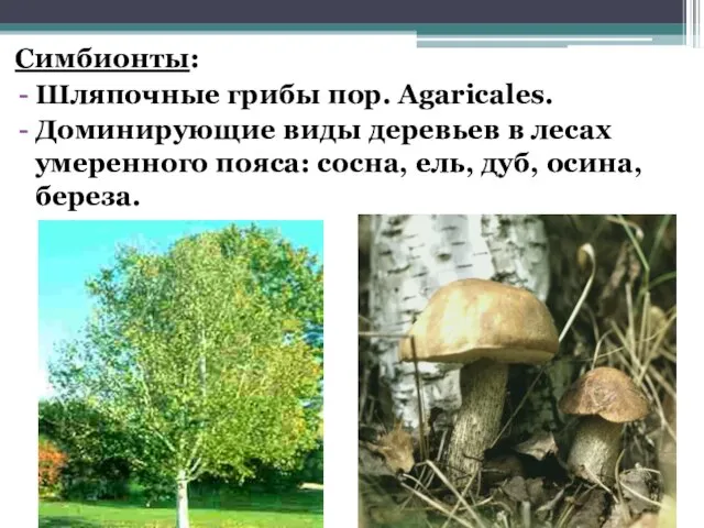 Симбионты: Шляпочные грибы пор. Agaricales. Доминирующие виды деревьев в лесах умеренного