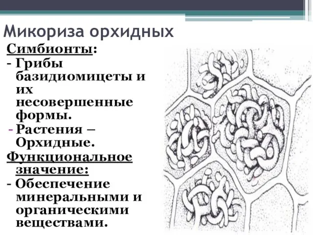 Микориза орхидных Симбионты: - Грибы базидиомицеты и их несовершенные формы. Растения