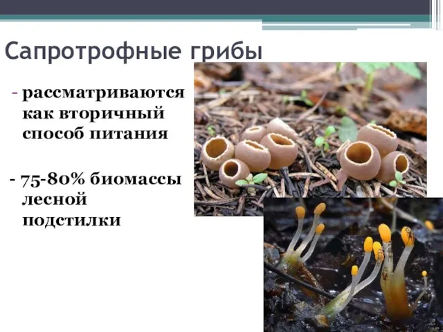 Сапротрофные грибы рассматриваются как вторичный способ питания - 75-80% биомассы лесной подстилки