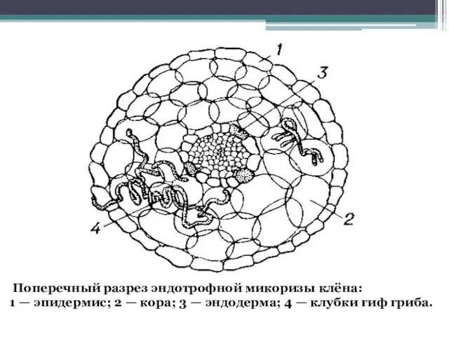 Поперечный разрез эндотрофной микоризы клёна: 1 — эпидермис; 2 — кора;