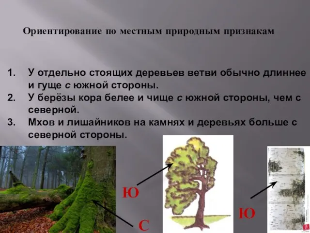 Ориентирование по местным природным признакам У отдельно стоящих деревьев ветви обычно