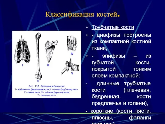 Классификация костей. Трубчатые кости - диафизы построены из компактной костной ткани,