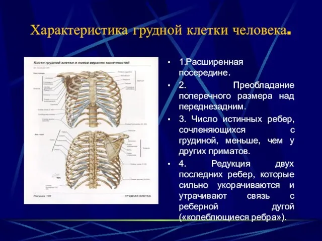 Характеристика грудной клетки человека. 1.Расширенная посередине. 2. Преобладание поперечного размера над