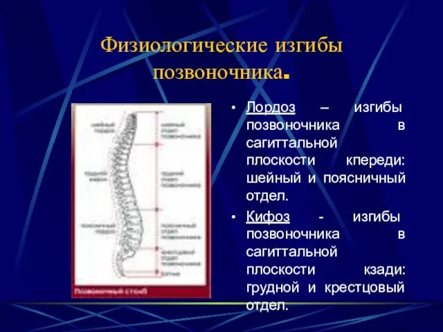 Физиологические изгибы позвоночника. Лордоз – изгибы позвоночника в сагиттальной плоскости кпереди: