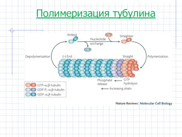 Полимеризация тубулина