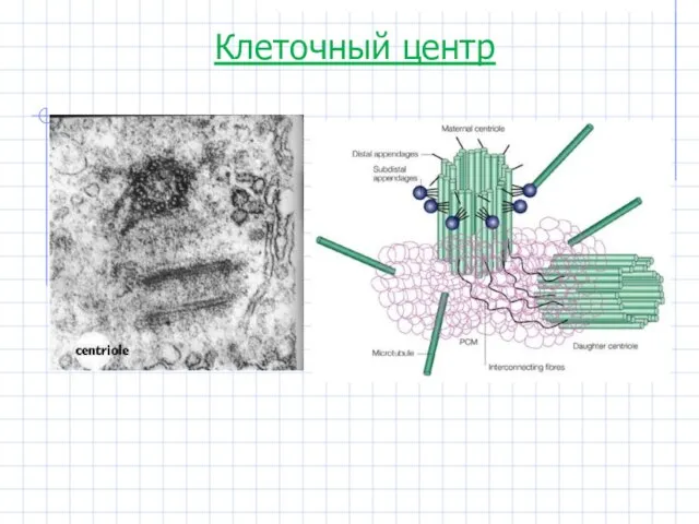 Клеточный центр