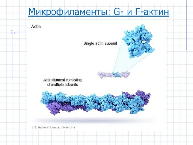 Микрофиламенты: G- и F-актин