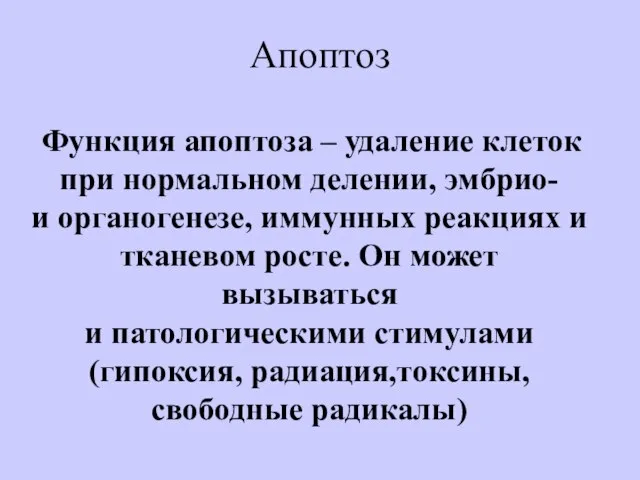 Апоптоз Функция апоптоза – удаление клеток при нормальном делении, эмбрио- и