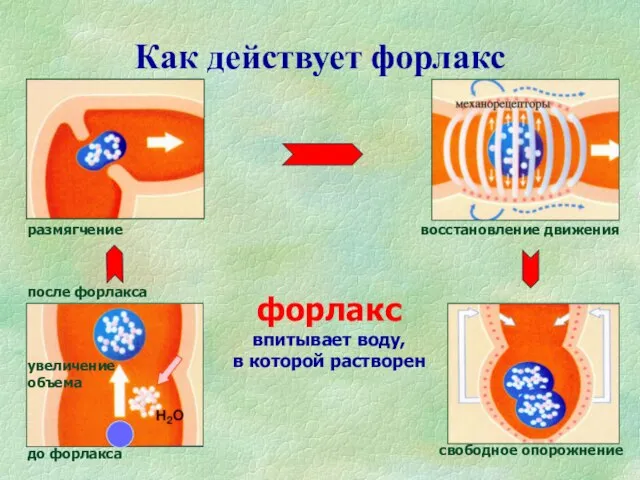 Как действует форлакс до форлакса размягчение восстановление движения свободное опорожнение форлакс