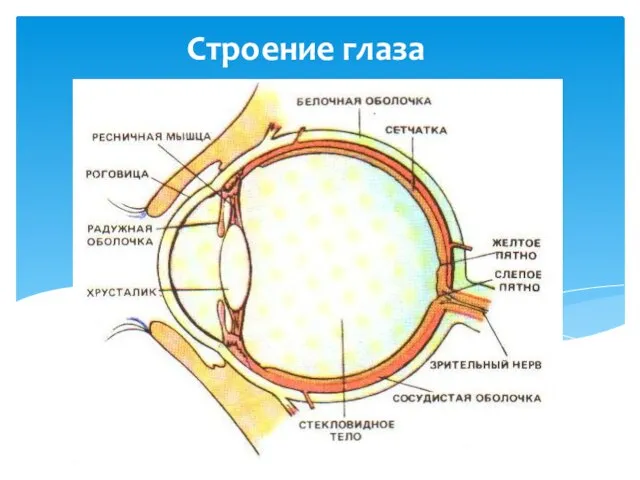 Строение глаза