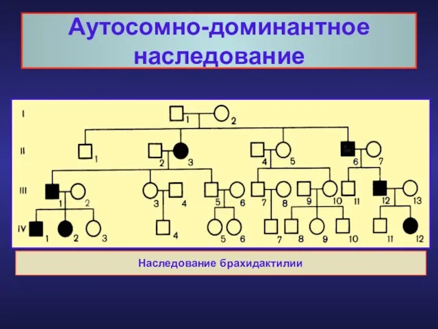 Аутосомно-доминантное наследование Наследование брахидактилии