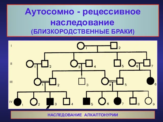 Аутосомно - рецессивное наследование (БЛИЗКОРОДСТВЕННЫЕ БРАКИ) НАСЛЕДОВАНИЕ АЛКАПТОНУРИИ