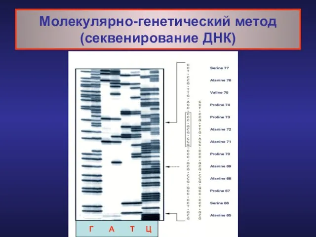 Молекулярно-генетический метод (секвенирование ДНК) Г А Т Ц