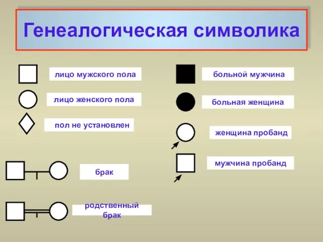 Генеалогическая символика лицо мужского пола лицо женского пола больная женщина пол