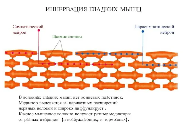 ИННЕРВАЦИЯ ГЛАДКИХ МЫШЦ Симпатический нейрон Парасимпатический нейрон Щелевые контакты В волокнах