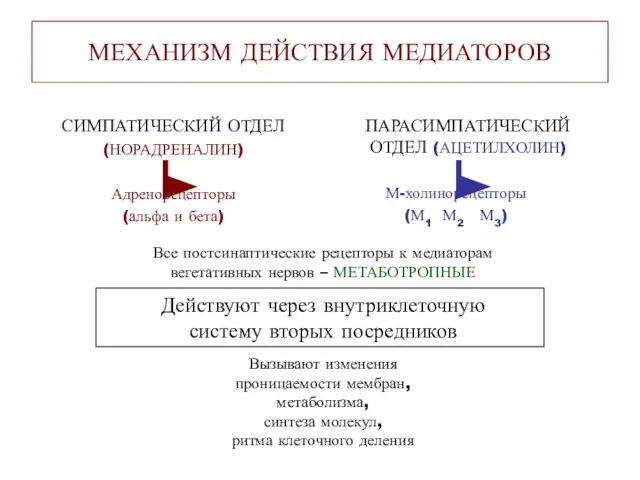 МЕХАНИЗМ ДЕЙСТВИЯ МЕДИАТОРОВ СИМПАТИЧЕСКИЙ ОТДЕЛ (НОРАДРЕНАЛИН) Адренорецепторы (альфа и бета) ПАРАСИМПАТИЧЕСКИЙ