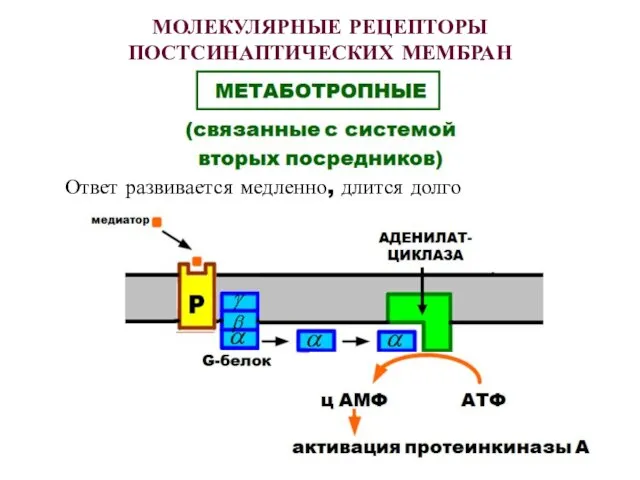 МОЛЕКУЛЯРНЫЕ РЕЦЕПТОРЫ ПОСТСИНАПТИЧЕСКИХ МЕМБРАН Ответ развивается медленно, длится долго