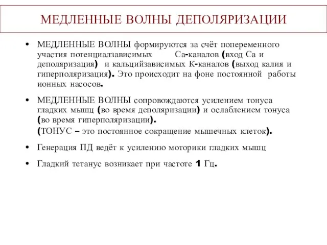 МЕДЛЕННЫЕ ВОЛНЫ ДЕПОЛЯРИЗАЦИИ МЕДЛЕННЫЕ ВОЛНЫ формируются за счёт попеременного участия потенциалзависимых