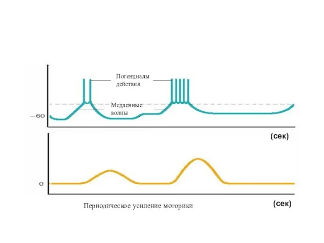 Потенциалы действия Медленные волны Периодическое усиление моторики (сек) (сек)