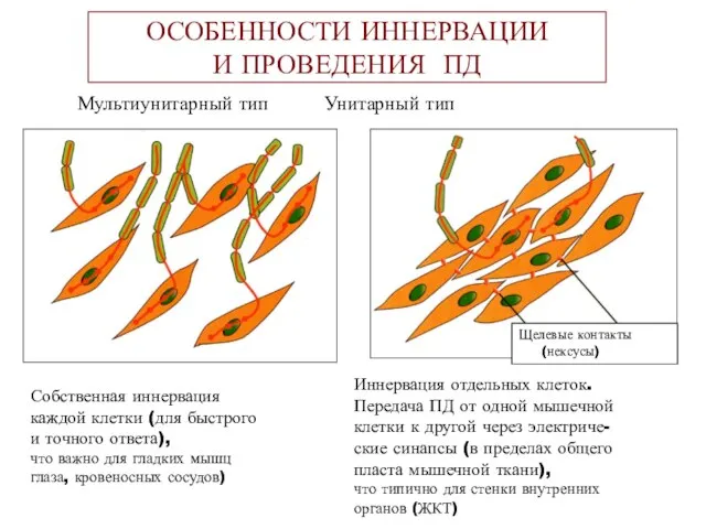 ОСОБЕННОСТИ ИННЕРВАЦИИ И ПРОВЕДЕНИЯ ПД Мультиунитарный тип Унитарный тип Иннервация отдельных