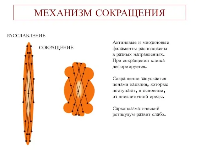 МЕХАНИЗМ СОКРАЩЕНИЯ РАССЛАБЛЕНИЕ СОКРАЩЕНИЕ Актиновые и миозиновые филаменты расположены в разных