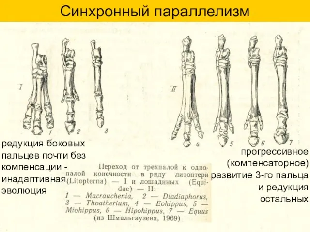 Синхронный параллелизм прогрессивное (компенсаторное) развитие 3-го пальца и редукция остальных редукция