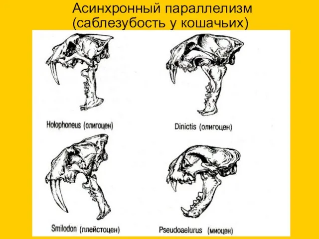 Асинхронный параллелизм (саблезубость у кошачьих)