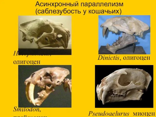 Асинхронный параллелизм (саблезубость у кошачьих) Pseudoaelurus миоцен Holophoneus, олигоцен Dinictis, олигоцен Smilodon, плейстоцен