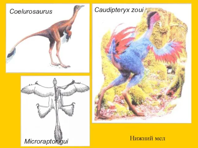 Нижний мел Caudipteryx zoui Coelurosaurus Microraptor gui