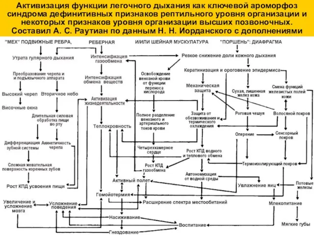 Активизация функции легочного дыхания как ключевой ароморфоз синдрома дефинитивных признаков рептильного