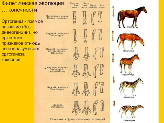 Филетическая эволюция … конечности Ортогенез - прямое развитие (без дивергенции), но