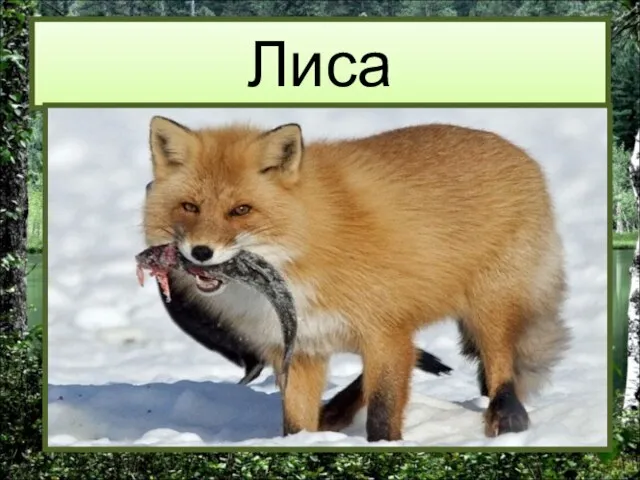 Лиса