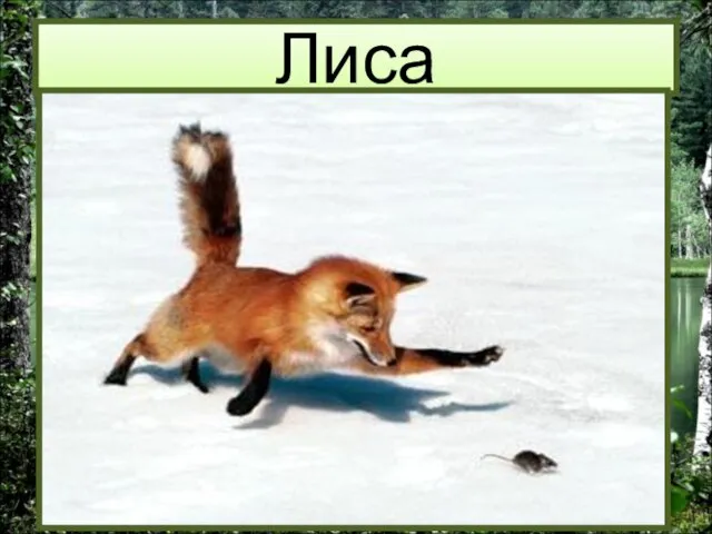 Лиса