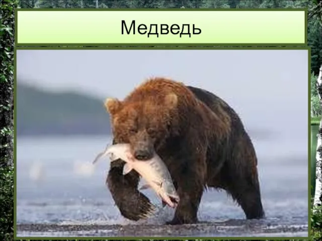 Медведь