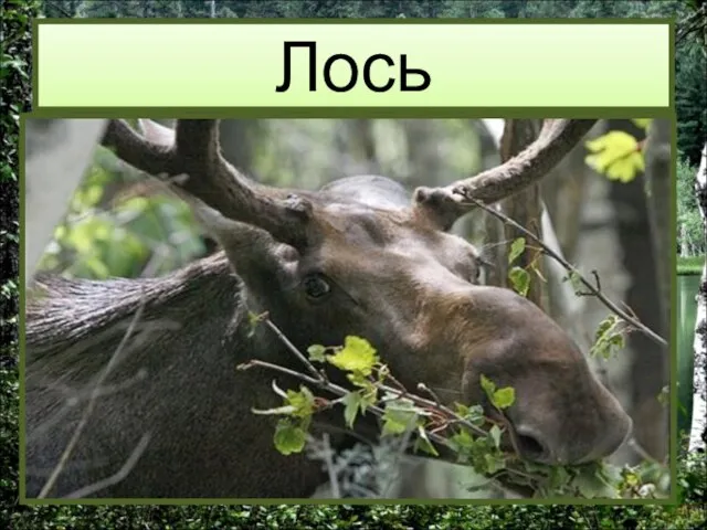 Лось