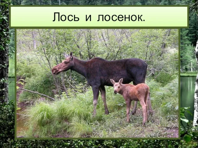 Лось и лосенок.