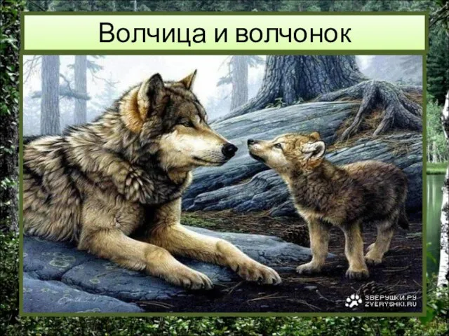 Волчица и волчонок