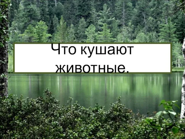 Что кушают животные.