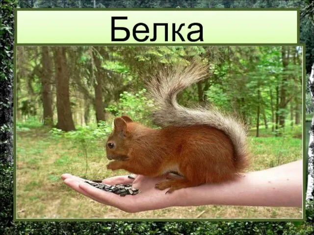 Белка