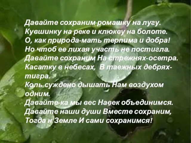 Давайте сохраним ромашку на лугу. Кувшинку на реке и клюкву на