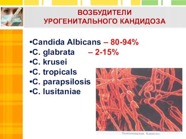 Candida Albicans – 80-94% C. glabrata – 2-15% C. krusei C.